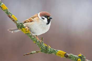 Tree Sparrow shutterstock_1889051317.jpg