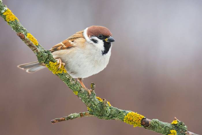 Tree Sparrow shutterstock_1889051317.jpg
