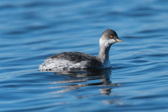 Black-necked Grebe shutterstock_1847310481.jpg
