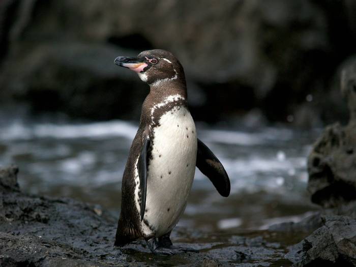 Galapagos Penguin Shutterstock 63836320