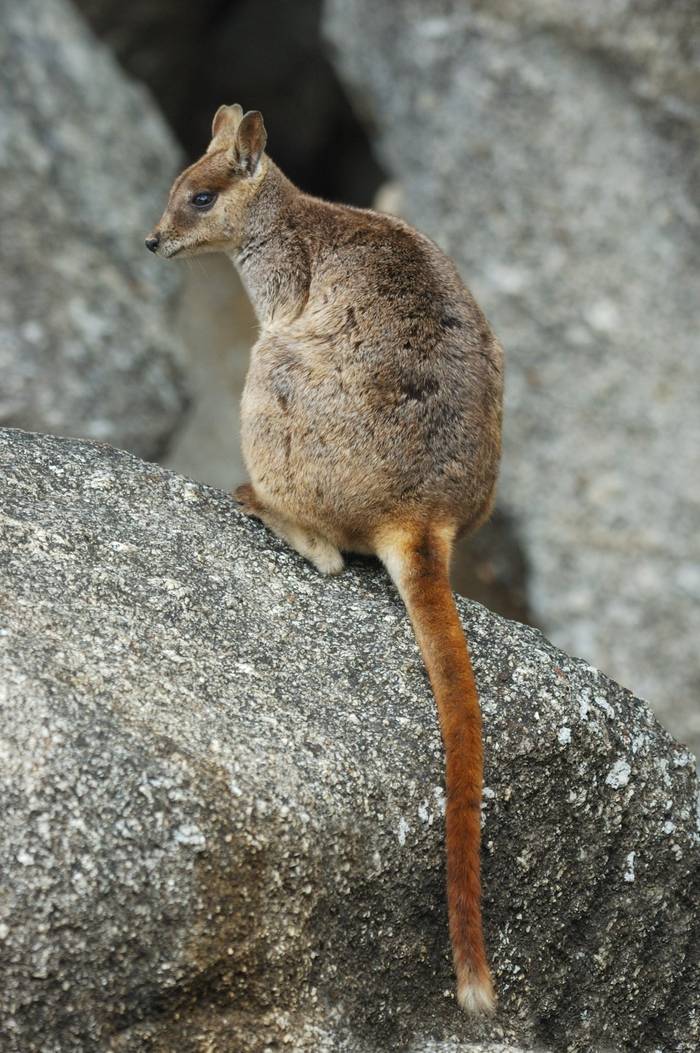 Mareeba Rock Wallaby. shutterstock_70596667.jpg