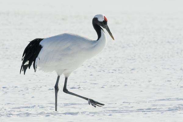 Red-crowned Crane