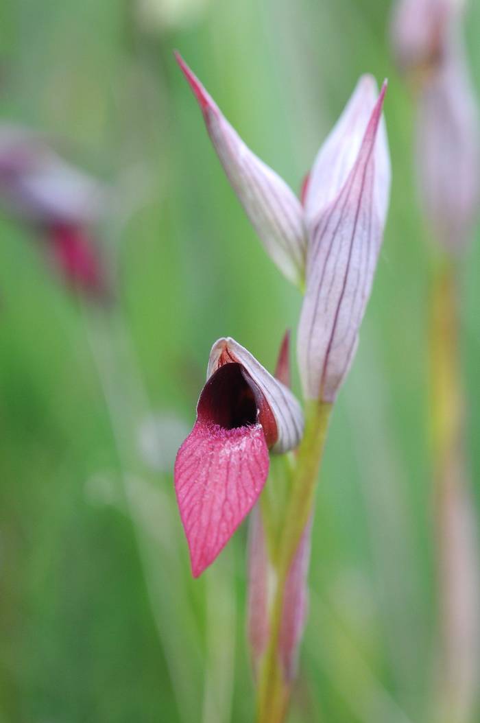 Tongue Orchid, Serapias parviflora (Julian Comrie).jpg