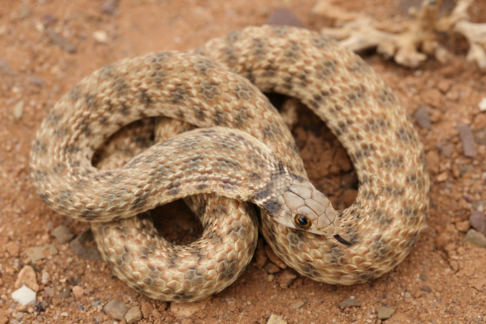 Moila Snake (Rhagerhis moilensis) © Dan Kane Image