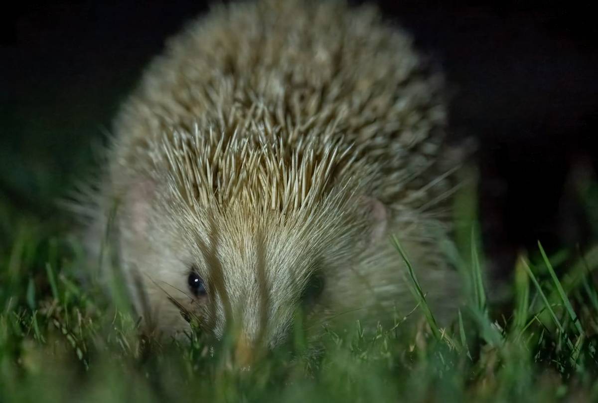 'Blonde' Hedgehog © Will Crombie