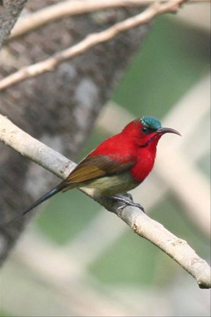 Crimson Sunbird (Julian Thomas)