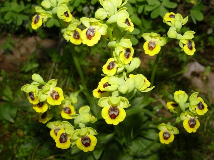 Ophrys lutea © Mr R. Ouni