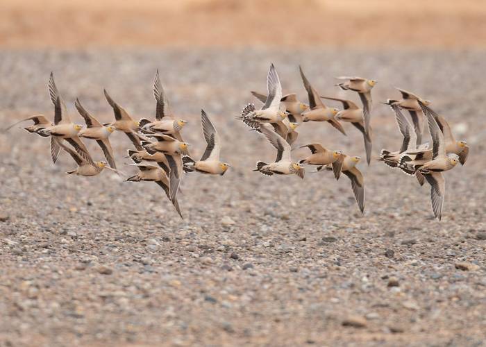 Spotted Sandgrouse © Chris Griffin