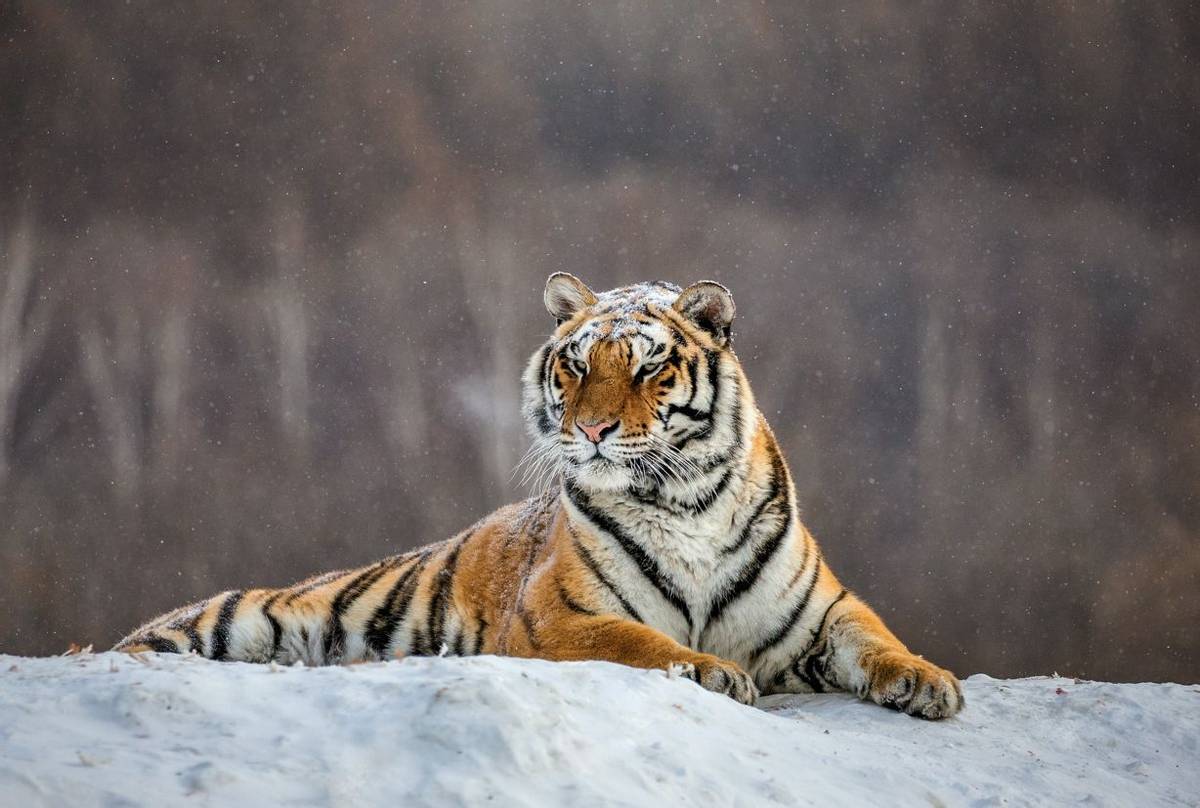 Realm of the Siberian Tiger - Naturetrek