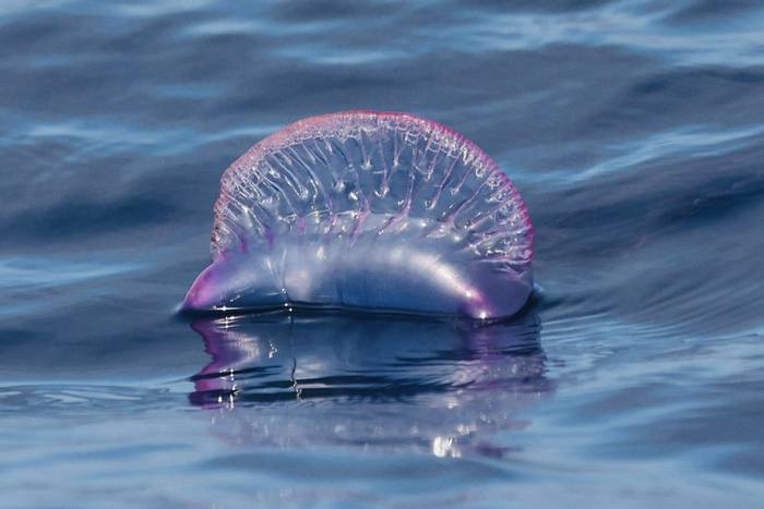 Portugese Man O' War (Sara Frost).jpg