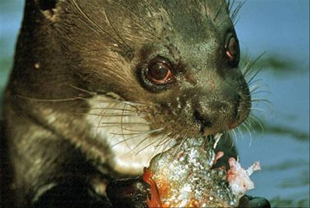 Otter eating Piranha