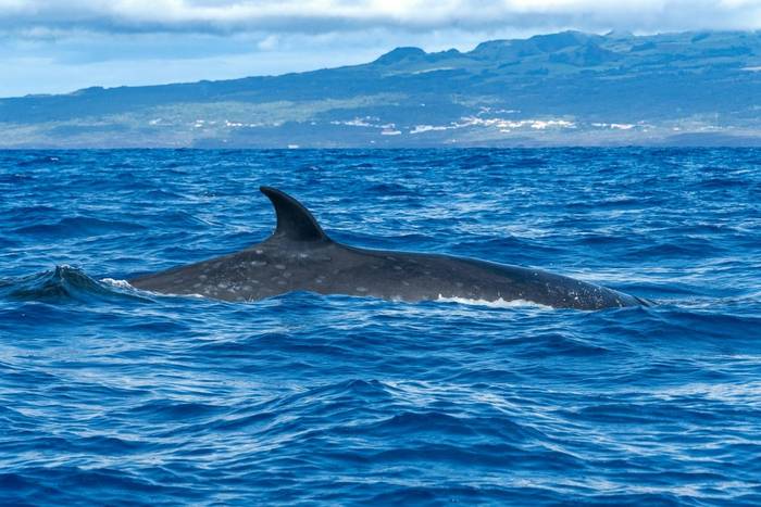 Sei Whale shutterstock_2325399643.jpg