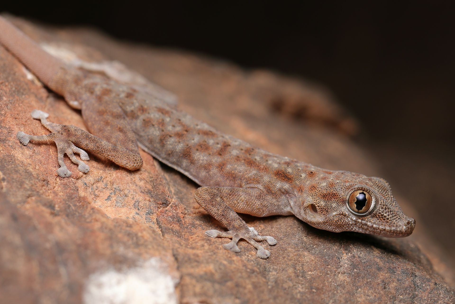 Oudri’s Fan-footed Gecko (Ptyodactylus oudrii) © Dan Kane Image