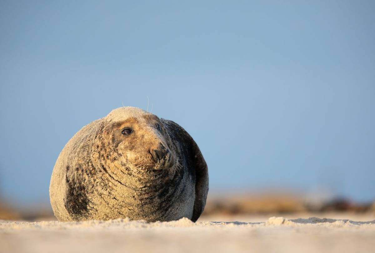 Grey Seal shutterstock_1404609767.jpg