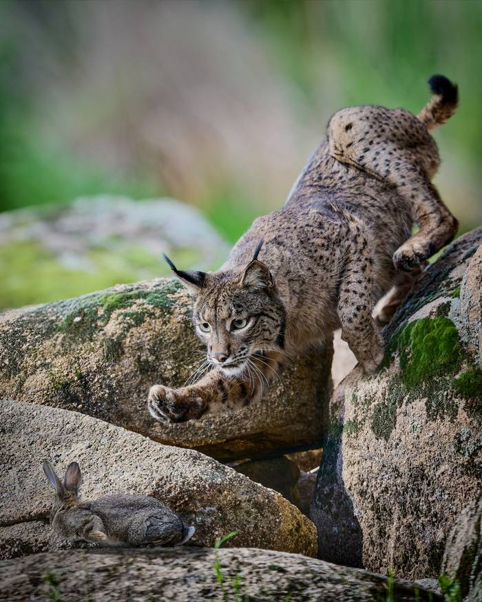 Lynx Chase.jpg