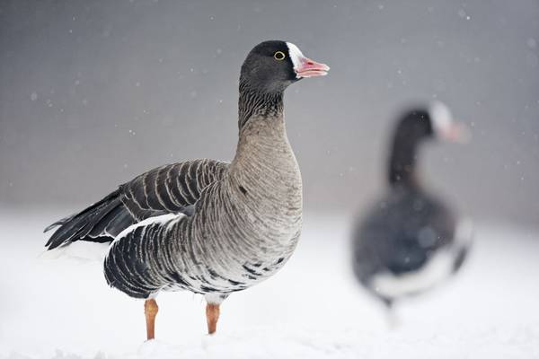 Lesser white-fronted goose. shutterstock_142023061.jpg