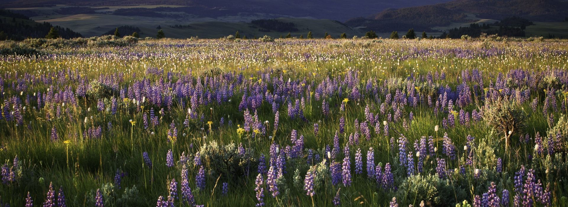 ranch-rock-creek-signature-images-Lupine-Wildflower-Mountain-Meadows.jpg