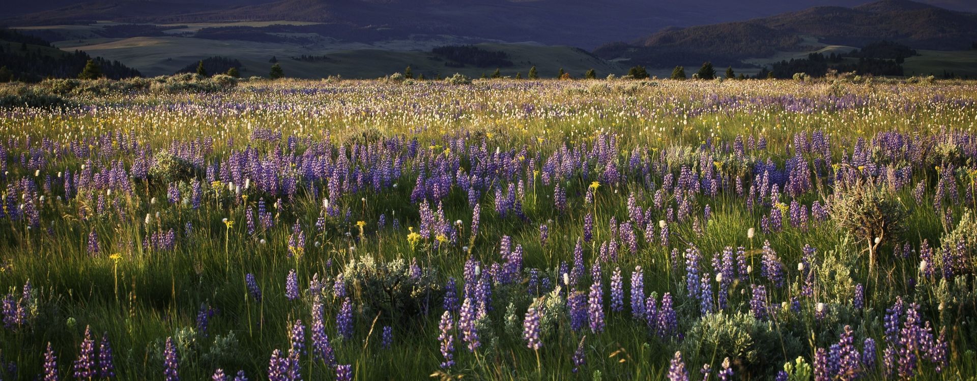 ranch-rock-creek-signature-images-Lupine-Wildflower-Mountain-Meadows.jpg