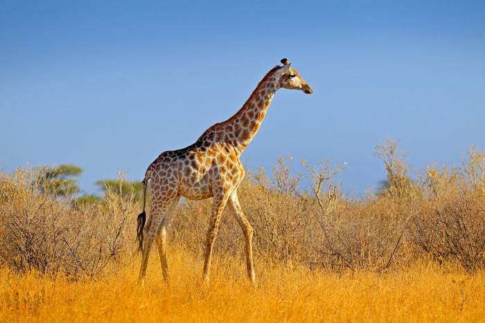 Southern Giraffe, Namibia Shutterstock.jpg