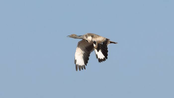 Houbara Bustard © Dan Lay, December 2024