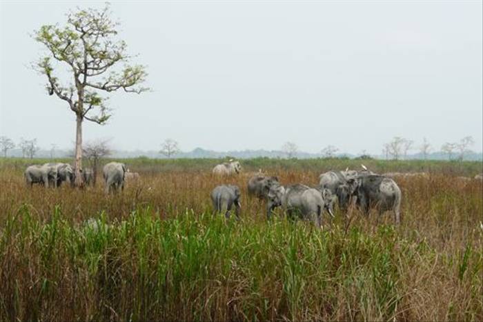 Asian Elephants, Kaziranga National Park (Rajan Jolly)