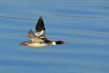 Red-breasted Merganser. shutterstock_171367592.jpg