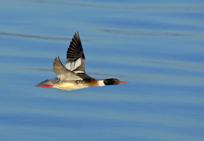 Red-breasted Merganser. shutterstock_171367592.jpg