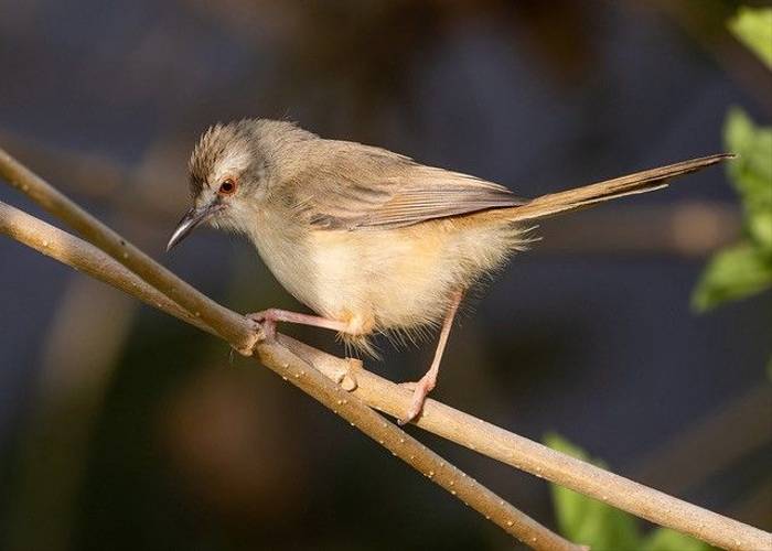 River Prinia, Ian Curran.jpg