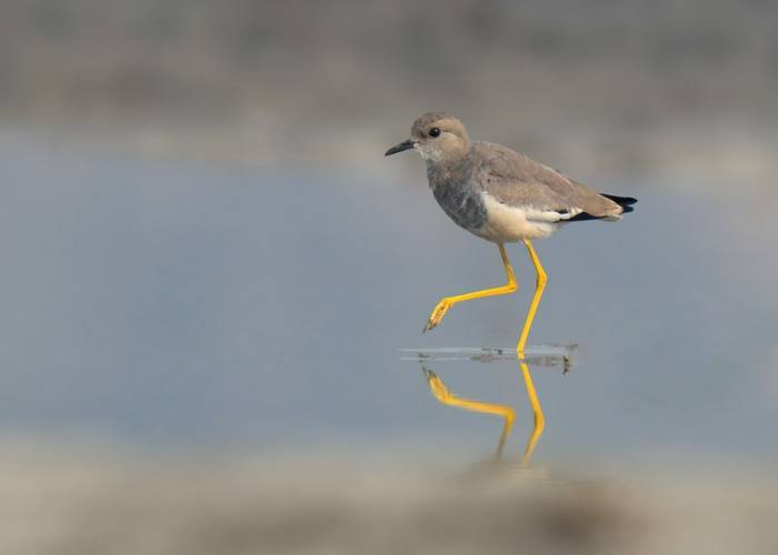 White-tailed Lapwing