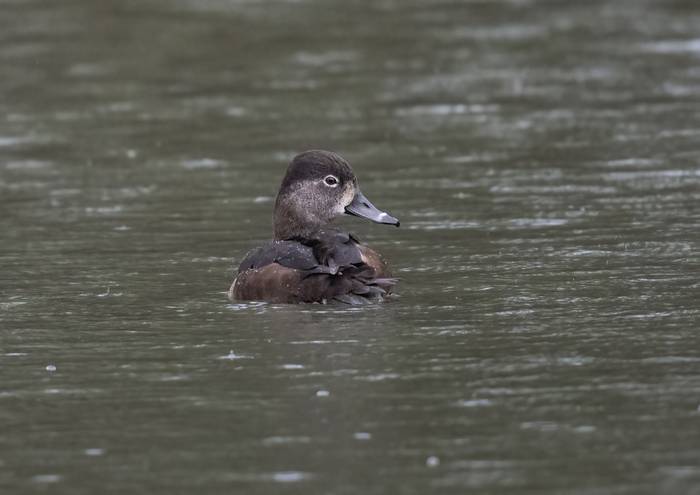 Female Ring-necked Duck_Adrian Langdon.jpg