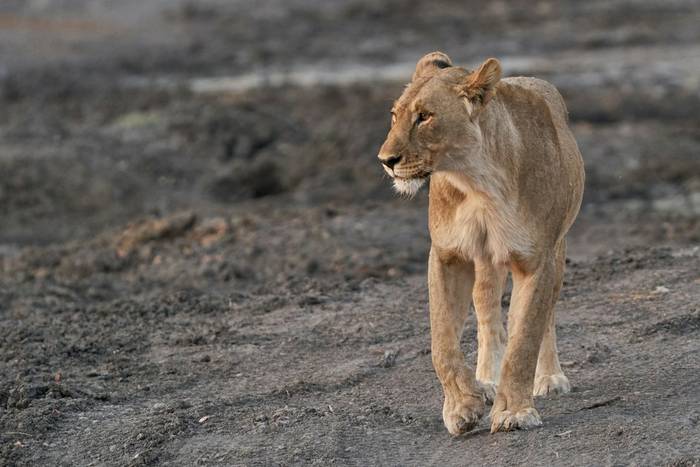 Lioness, Ongava Private Game Reserve