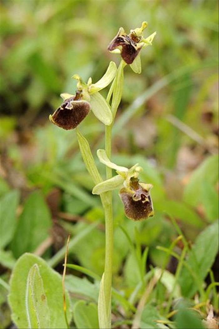Ophrys parvimaculata (Andrew Cleave)