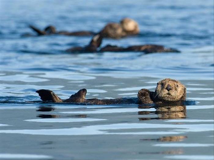 Sea Otters (Paul Marshall)
