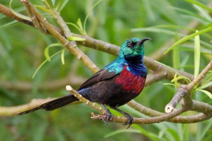 Red-chested Sunbird, Queen Elizabeth National Park (Ian and Kate Bruce)