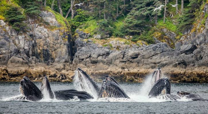 Humpback Whales Bubble Feeding, Alaska Shutterstock 537838549