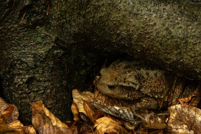 Common Toad (Bufo bufo) © Simone Giachello