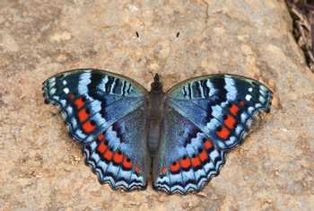 Gaudy Commodore butterfly, South Africa shutterstock_162702482.jpg