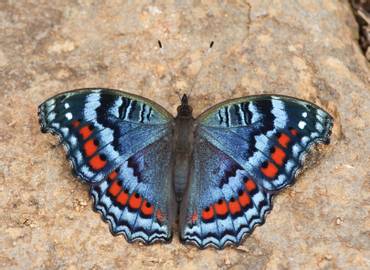 Butterflies of South Africa