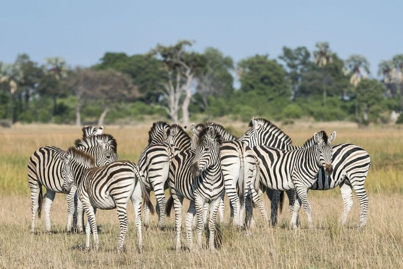 African Travel Inc - Platinum Botswana -Xigera wildlife zebra.jpg