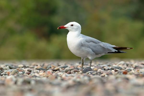 Audouin's Gull shutterstock_1836762046.jpg