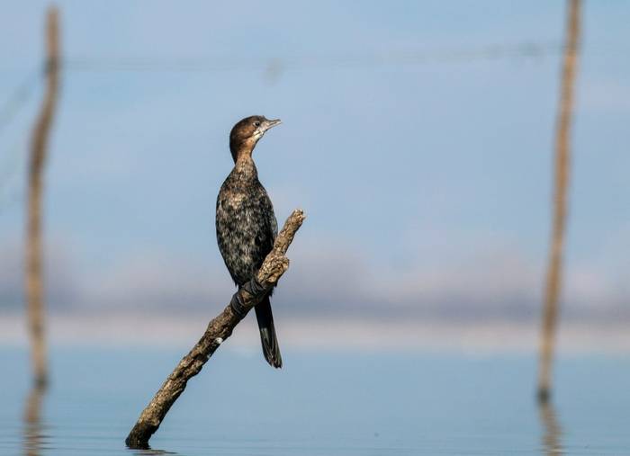 Pygmy Cormorant shutterstock_1672272013.jpg