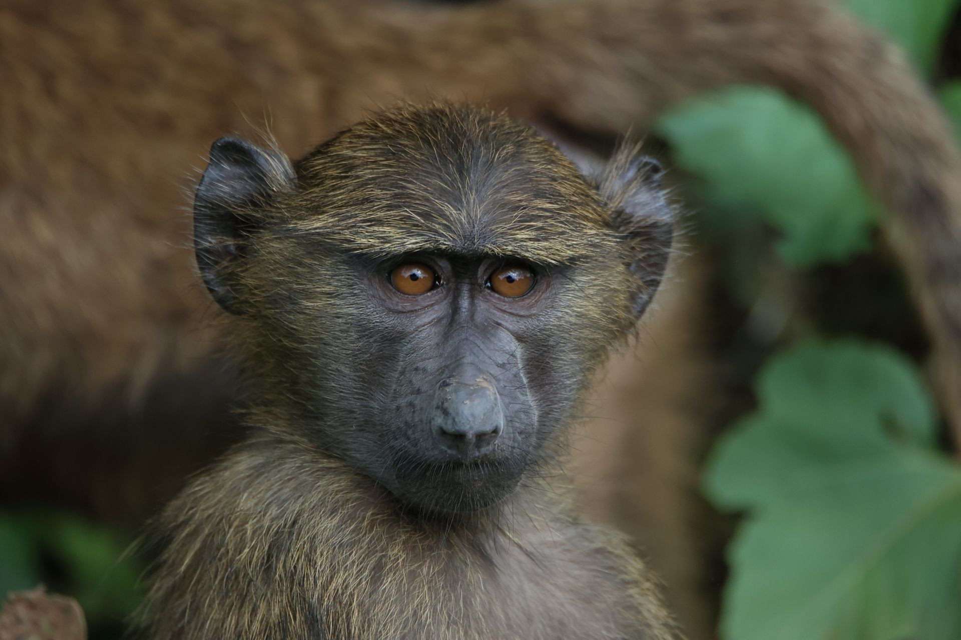 Olive Baboon Image