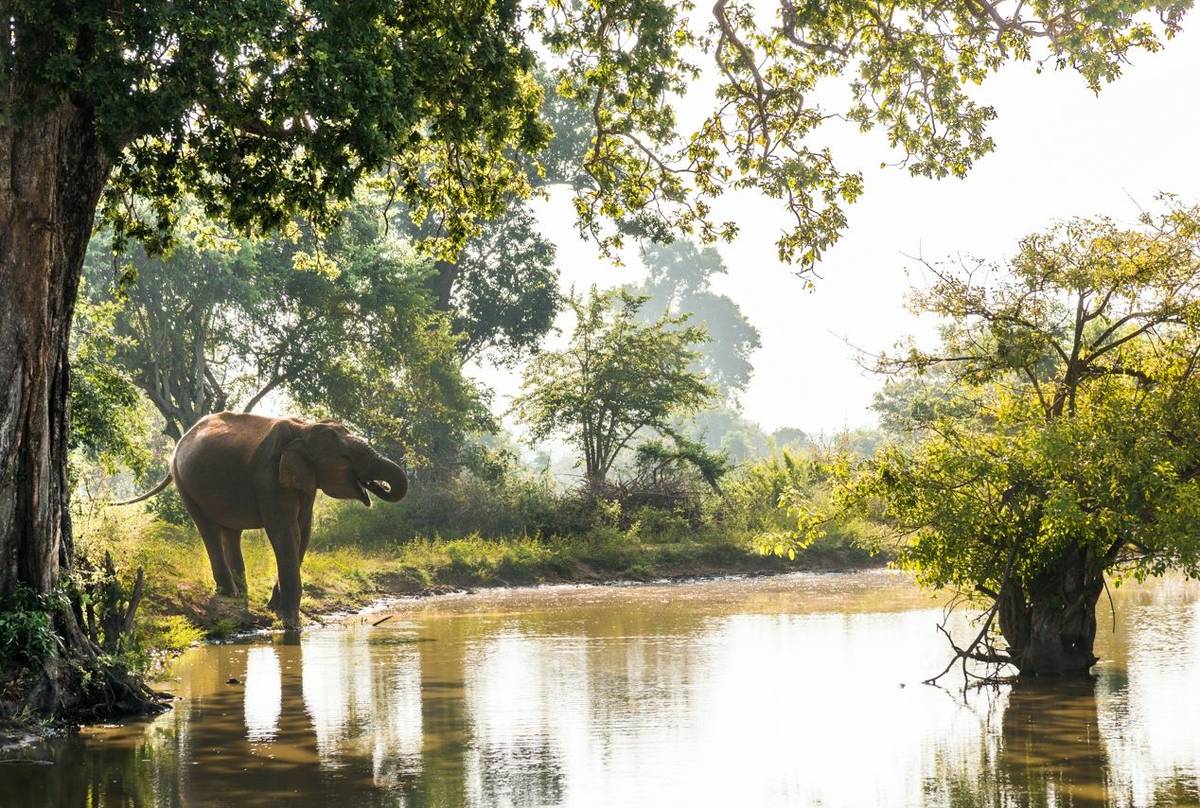 Elephant, Sri Lanka