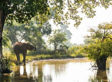 Sri Lanka's Elephants & other Wildlife