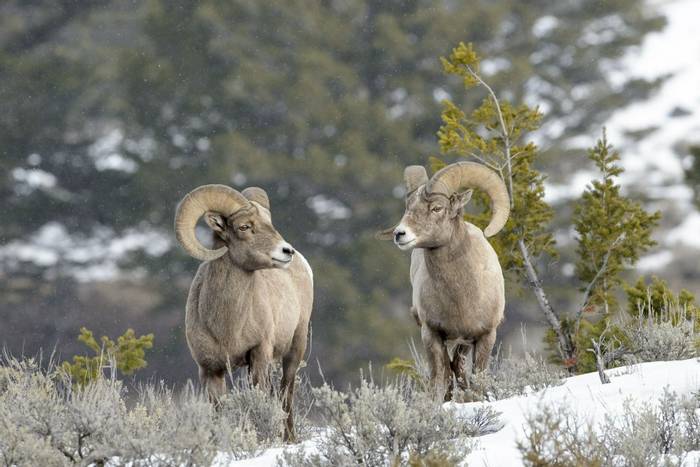 Bighorn Sheep, Yellowstone shutterstock_514287682.jpg