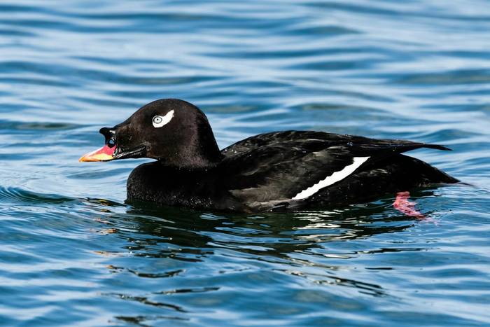 Velvet Scoter