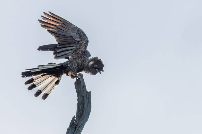 Carnaby's Black Cockatoo, Australia shutterstock_2706074583.jpg