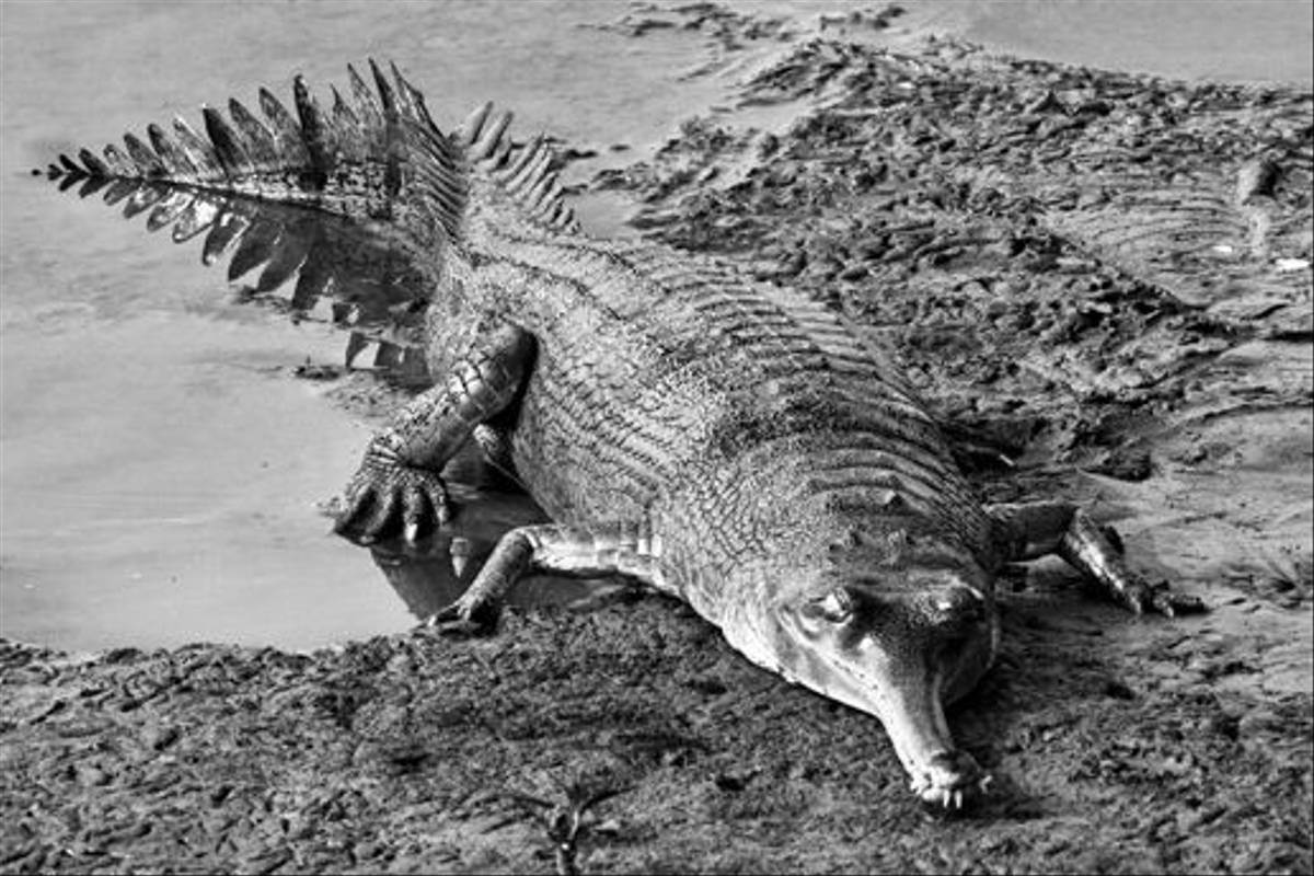 Gharial crocodile, Chitwan National Park