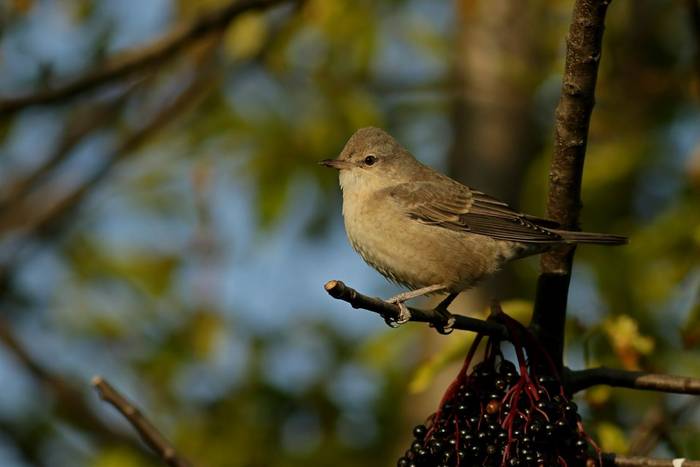 Barred Warbler shutterstock_1640844103.jpg
