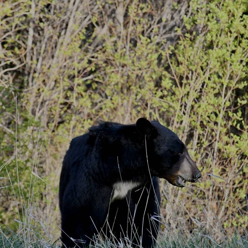 Black Bear (George Nicholson) 